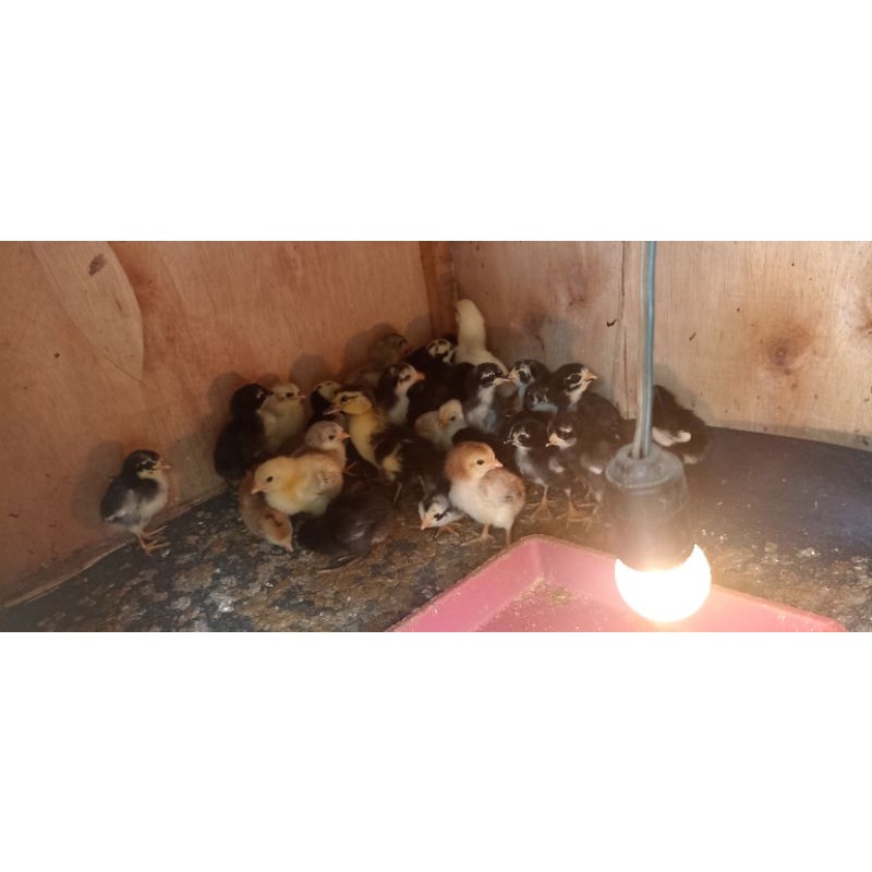 

Doc ayam Kampung