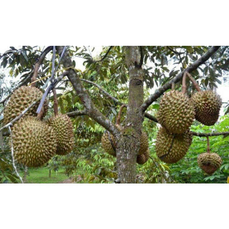 1 butir benih durian montong original