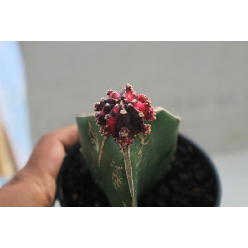 Tanaman Kaktus import black pink/kaktus grafting