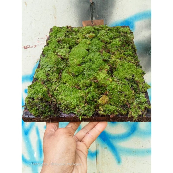 media tanam Anggrek  atau platycerium