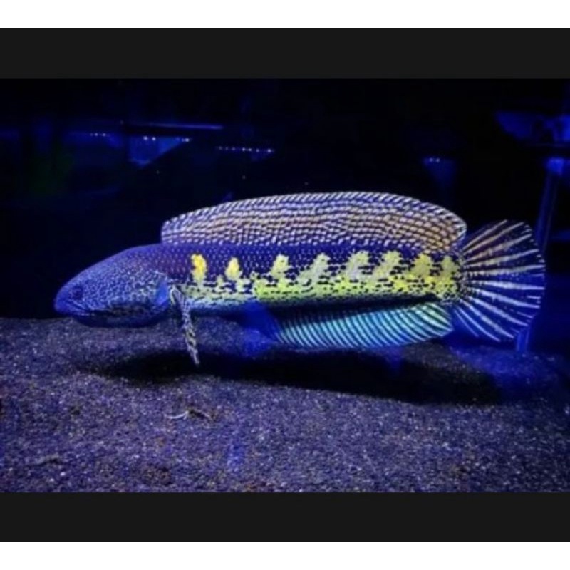 promo murah aksesoris aquarium beby AURANTI grade A+ size 4-7 cm