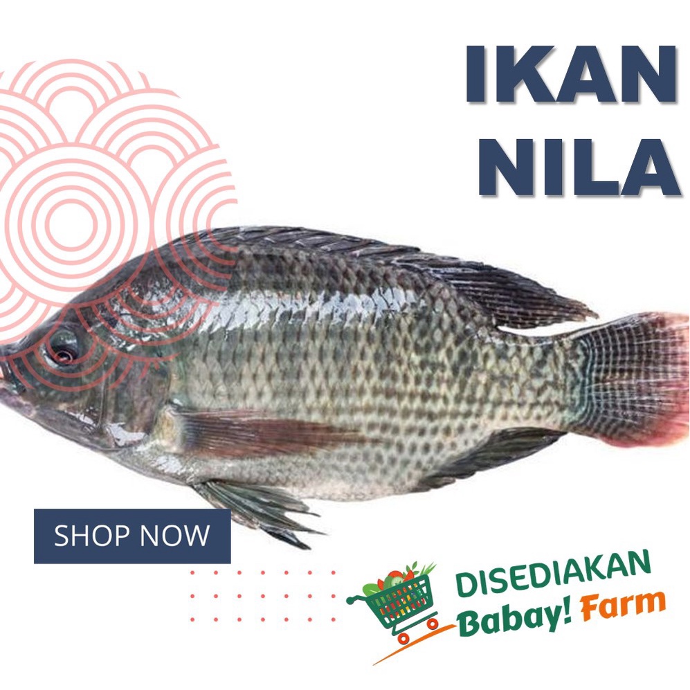 

Ikan Nila Segar 500 gr / 1 Kg