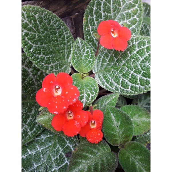 episcia import moss agate / episcia moss agathe