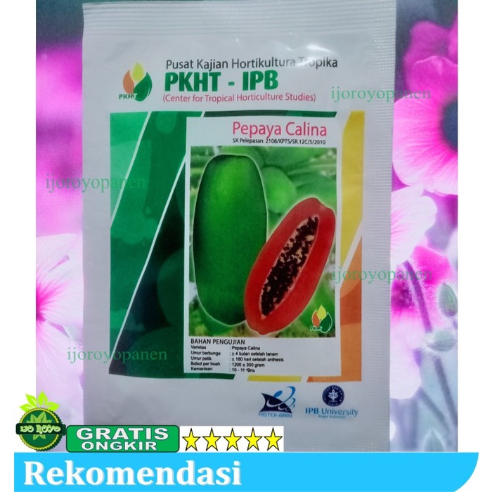 Benih Benih Pepaya Calina California Ipb Isi 250 Butir Pkht Ipb
