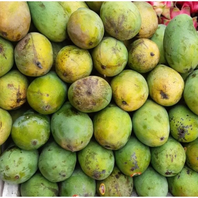 

mangga harum manis 1 kg