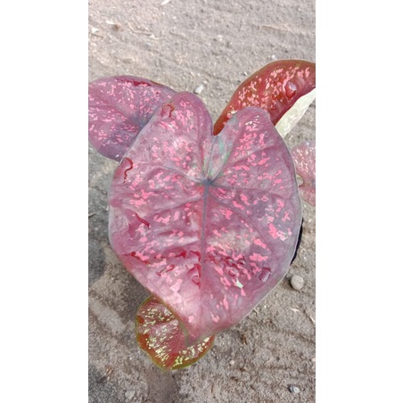 caladium D.O.H (deep of heart) caladium cantik caladium murah tanaman hias bunga keladi