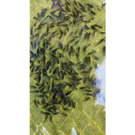 Bibit Burayak Oranda Panda Trikolor Genetik Bagus