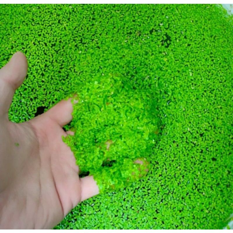 TUMBUHAN APUNG PREMIUM |TUMBUHAN MATA LELE |TUMBUHAN AQUARIUM |HIASAN AQUARIUM |TUMBUHAN LEMNA