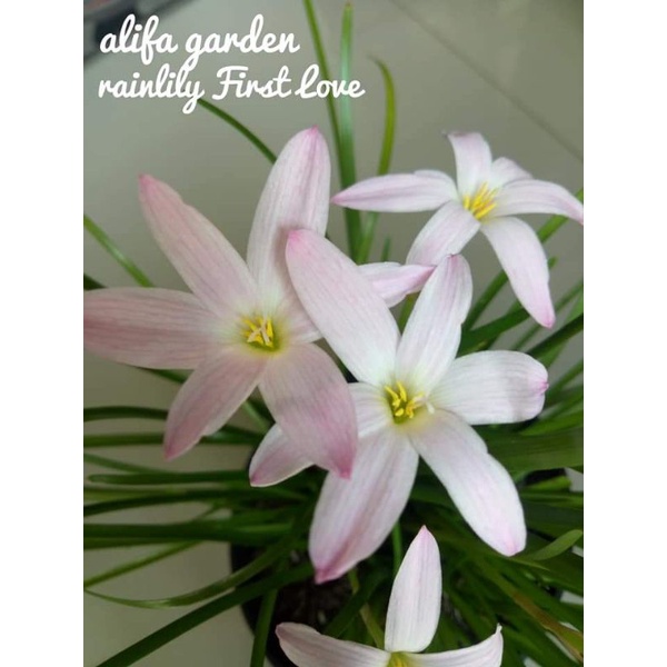 Rain lily first love