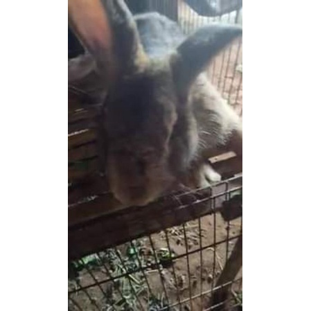Flemish Giant