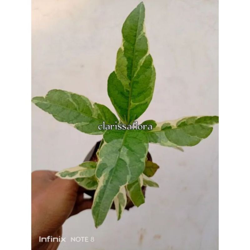 Promo tanaman hias gandarusa varigata - pohon gandarusa