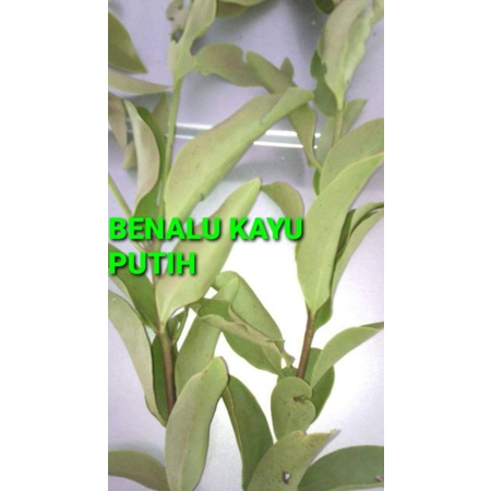 

DAUN BENALU KAYU PUTIH KERING 500 GRAM