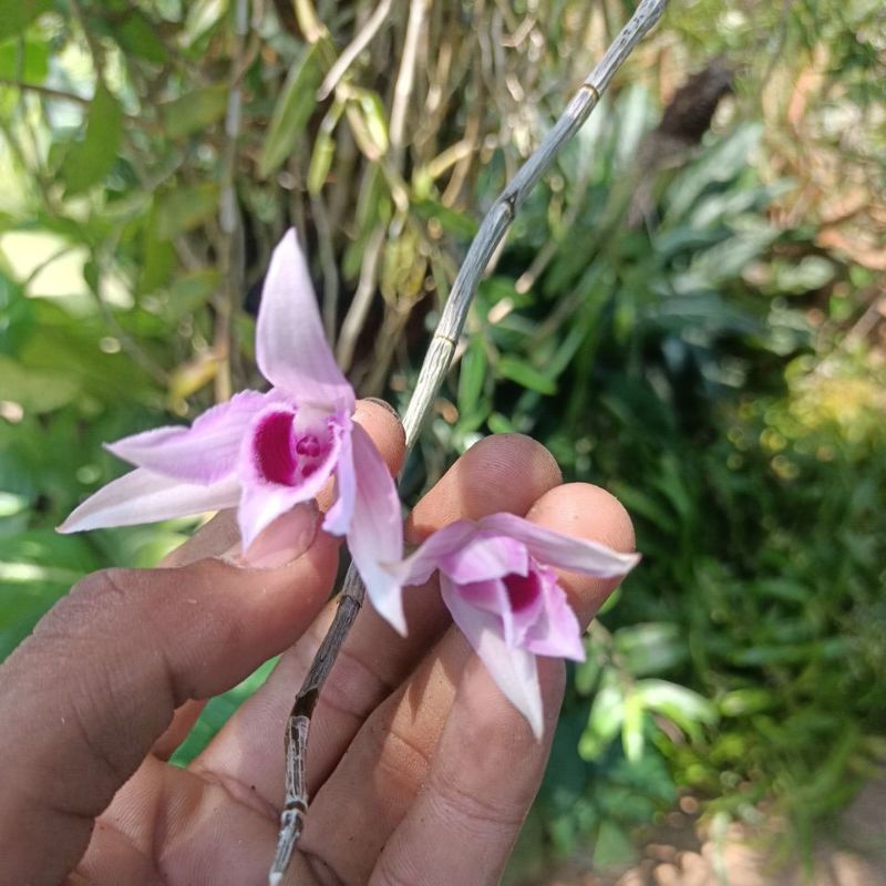 Anggrek anosmum semi Alba rumpun