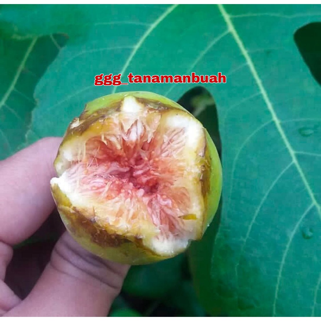 Bibit Buah Tin Green Yordan Super Cangkok