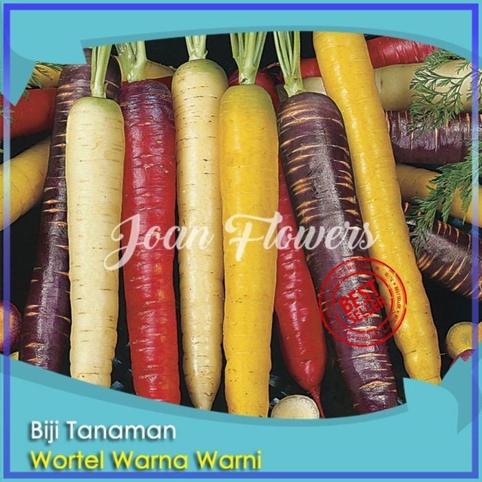 Bibit Tanaman Buah Wortel Warna Warni Benih Bibit Tanaman Hias CCCC