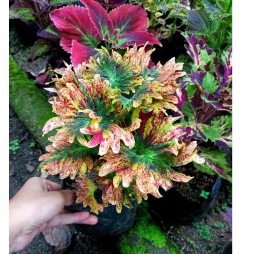 Tanaman hias miana /miana langka /miana premium/ miana akar