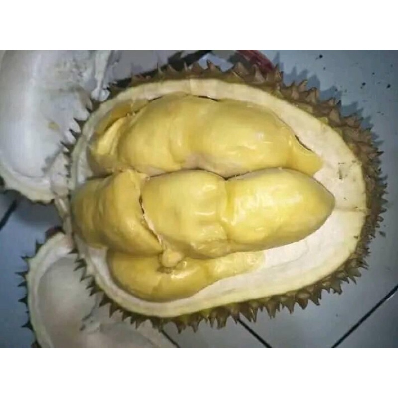 

durian bali frozen