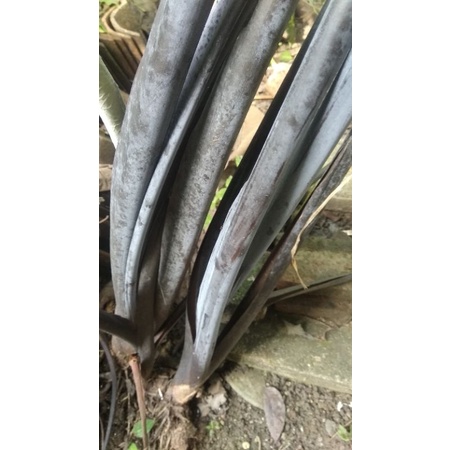 

LOMPONG HITAM ORGANIK