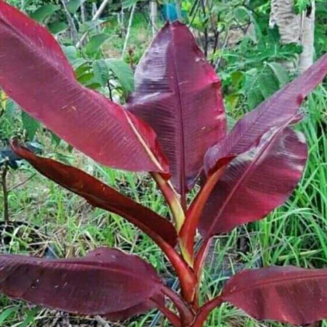 bibit bonggol pisang ruby merah siam asli sumatra