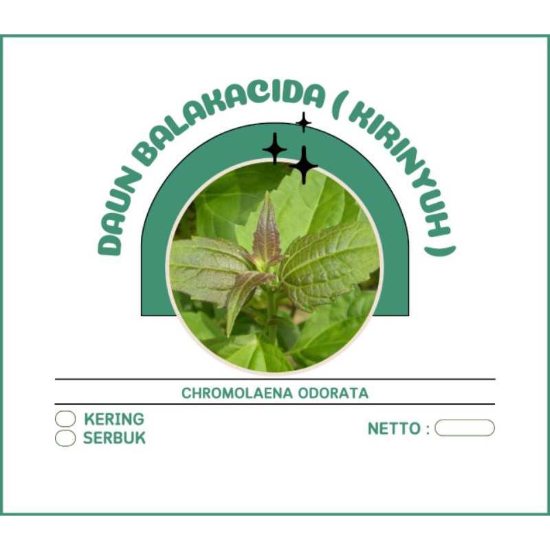 

DAUN KIRINYUH SERBUK ATAU KERING