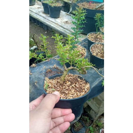 Bibit Bonsai Ilex/ Bibit Bonsai American Holly