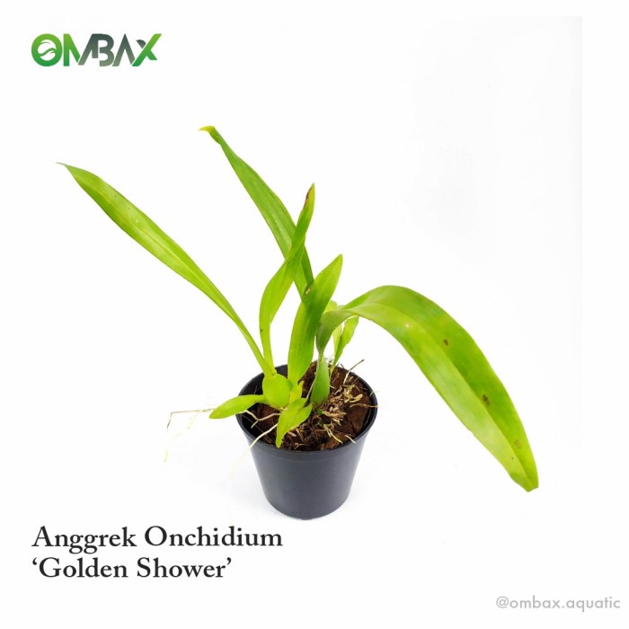 Anggrek Onchidium ‘Golden Shower’ - Tanaman Paludarium / Orchid