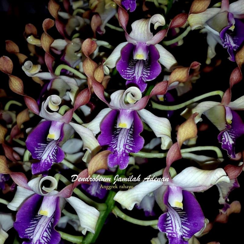 ANGGREK DENDROBIUM KERITING Spike/Knop-SIAP BERBUNGA