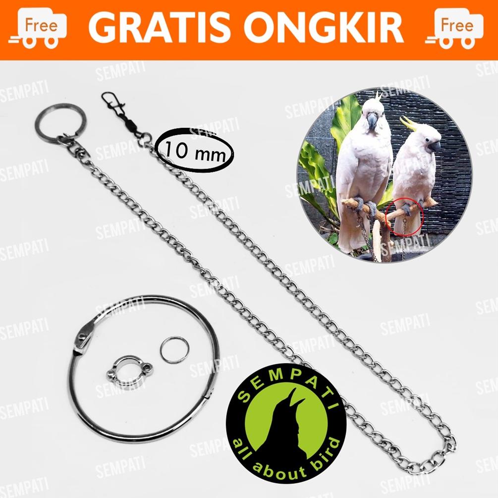 Produk Terpercaya [Dapat Mini Gold] RANTAI KAKI KAKATUA MEDIUM FULLSET GELANG RING BORGOL 10 MM FREE