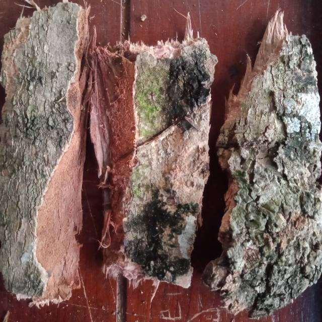 

TERBAIK JAMU KULIT KAYU DUWET/JAMBLANG KERING 250 GRAM