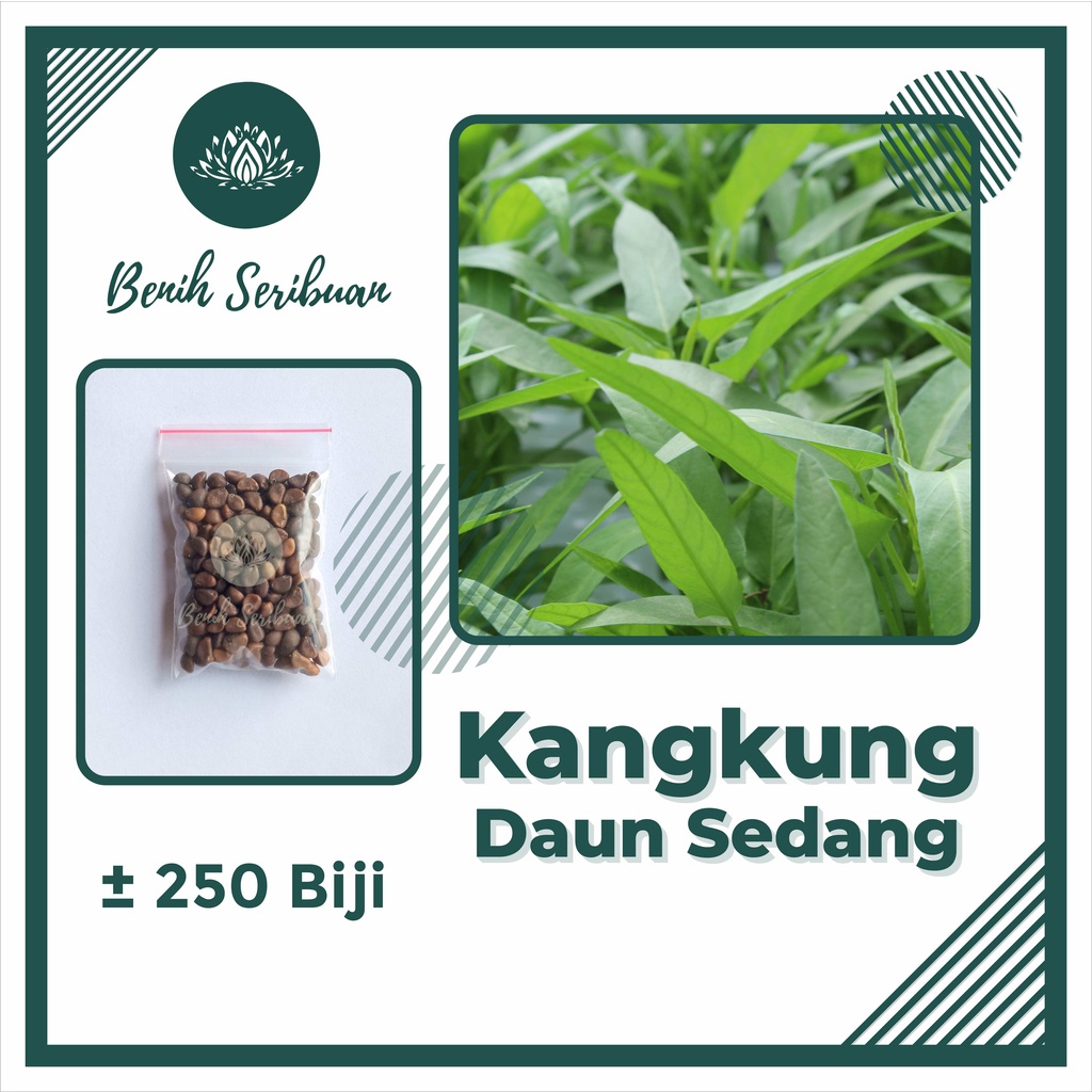 Benih Seribuan - 250 Bibit Sayuran Kangkung Daun Sedang Unggul