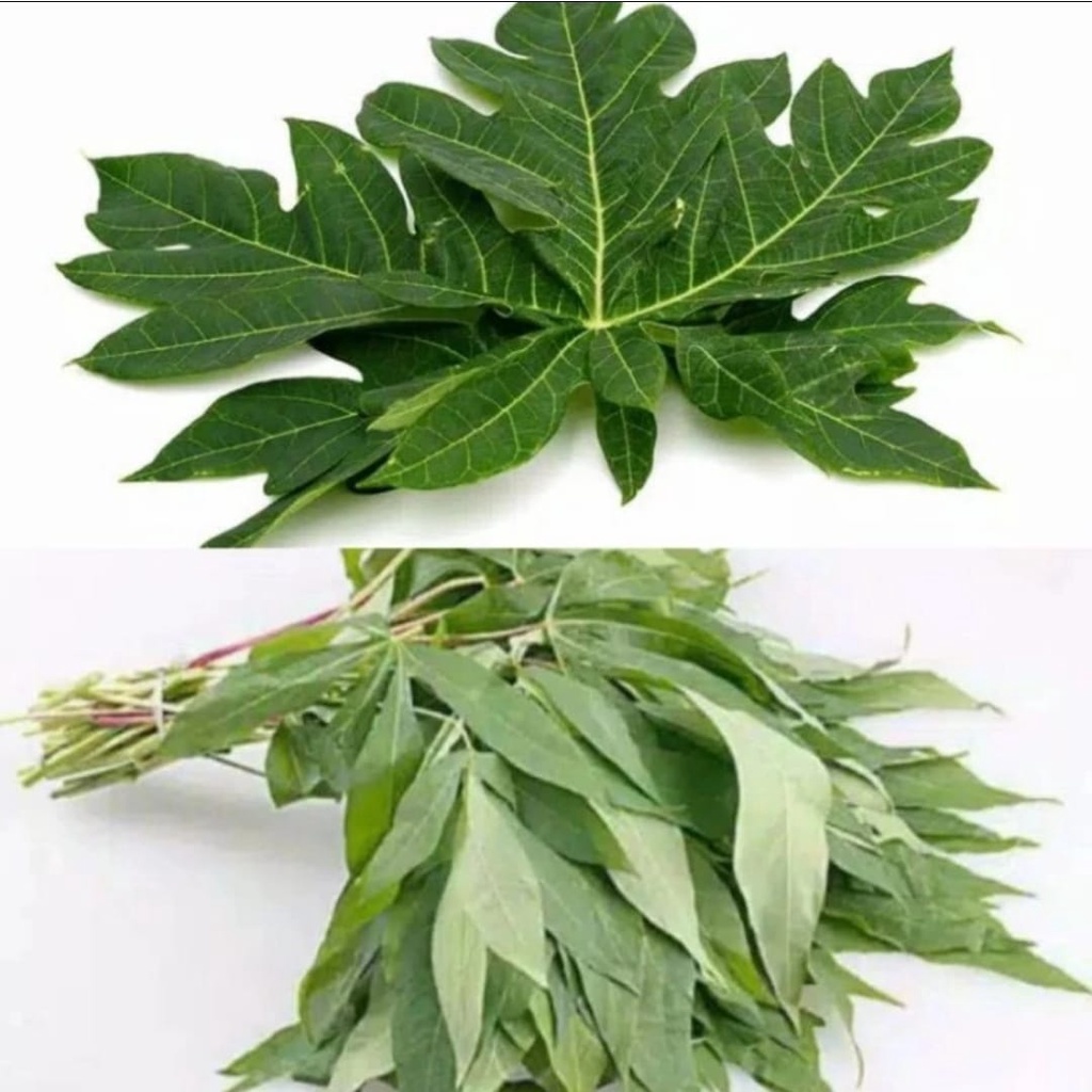 

DAUN PEPAYA PAHIT /IKAT