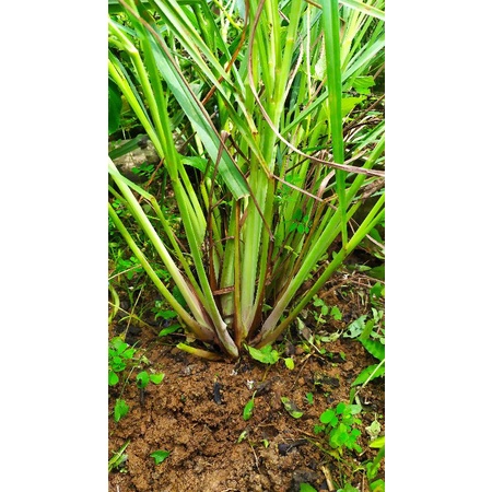 serai sereh dapur / serai bumbu 1kg