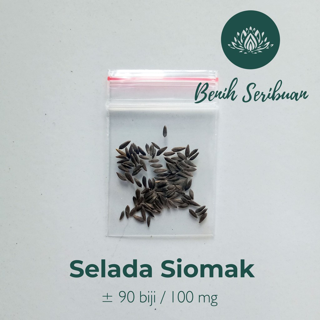Benih Seribuan - 90 Bibit Sayuran Selada Siomak Wangi Unggul