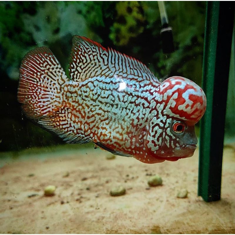 PAKET 6 EKOR lohan kamfa x cencu ukuran 3cm up TERMURAH