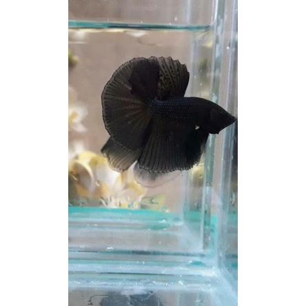 ikan cupang halfmon super black