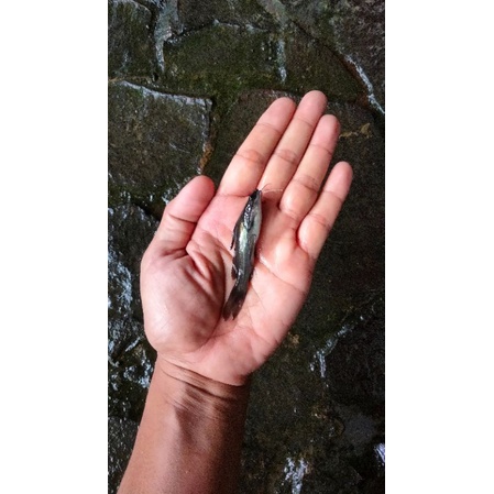 BIBIT / BENIH IKAN KETING / IKAN LANGKA / IKAN HIAS.
