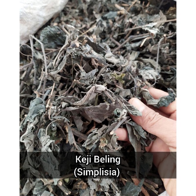 

Daun Keji Beling / Pecah Beling 1Kg