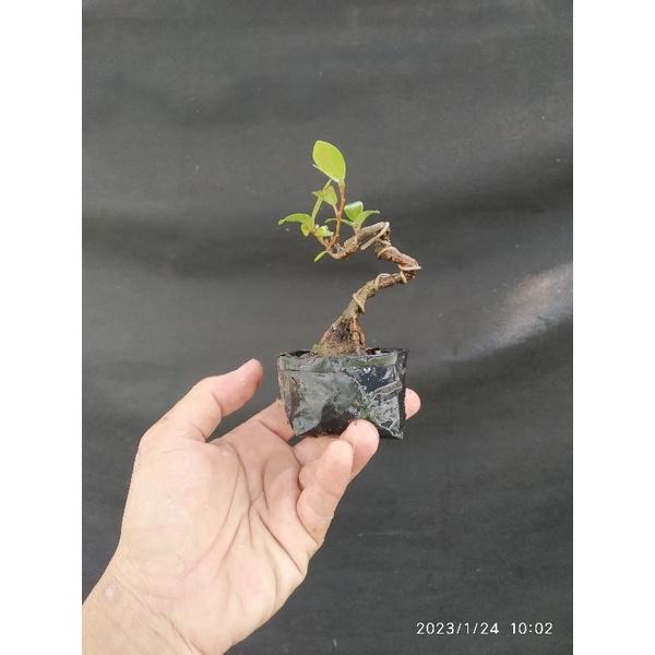 Bahan bonsai Ficus retusa