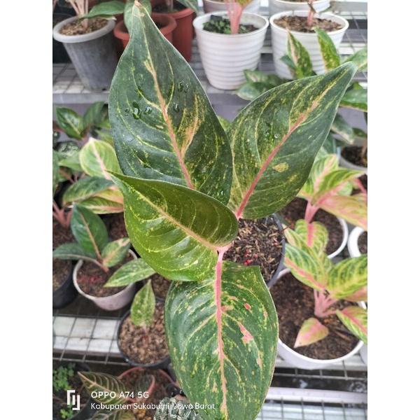 aglaonema red imelda