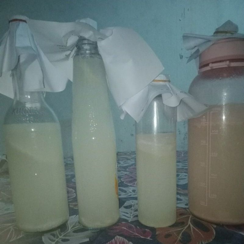 

starter nata de coco(azetubacter sylinum) termurah!!