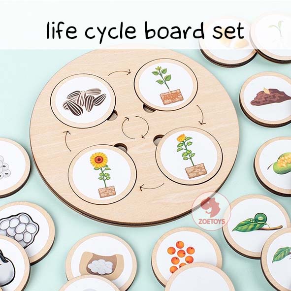 Zoetoys Life Circle Board | Wooden Montessori Life Cycle Tray Game | Papan Siklus Hidup Hewan Tumbuhan pengenalan lingkaran kehidupan | Mainan Edukasi Anak