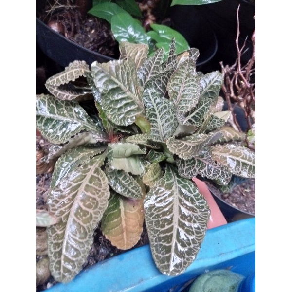 ephorbia francoisi remaja