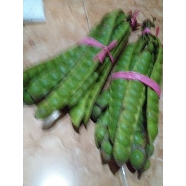 

Petai segar.
