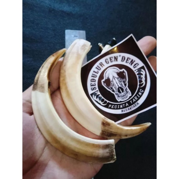 TARING BABI HUTAN ASLI 100% Mentahan