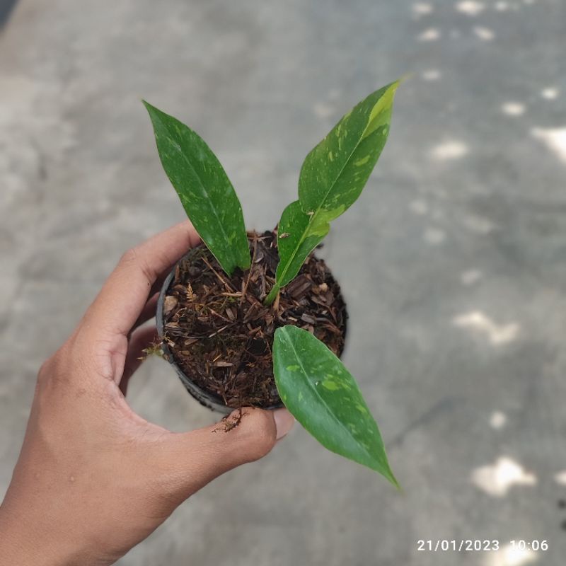 Philodendron Ring of Fire