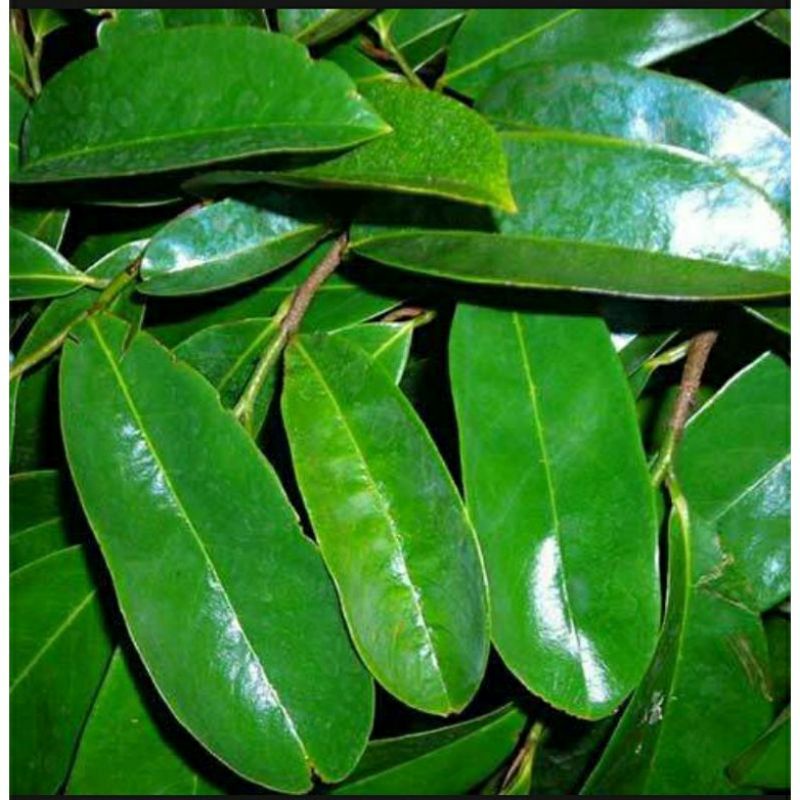 

DAUN SIRSAK SEGAR ORGANIK 25 LEMBAR MURAH