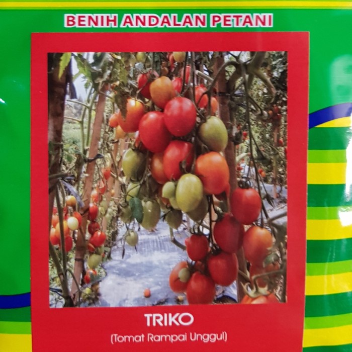 ] Benih Bibit Tomat Rampai Unggul