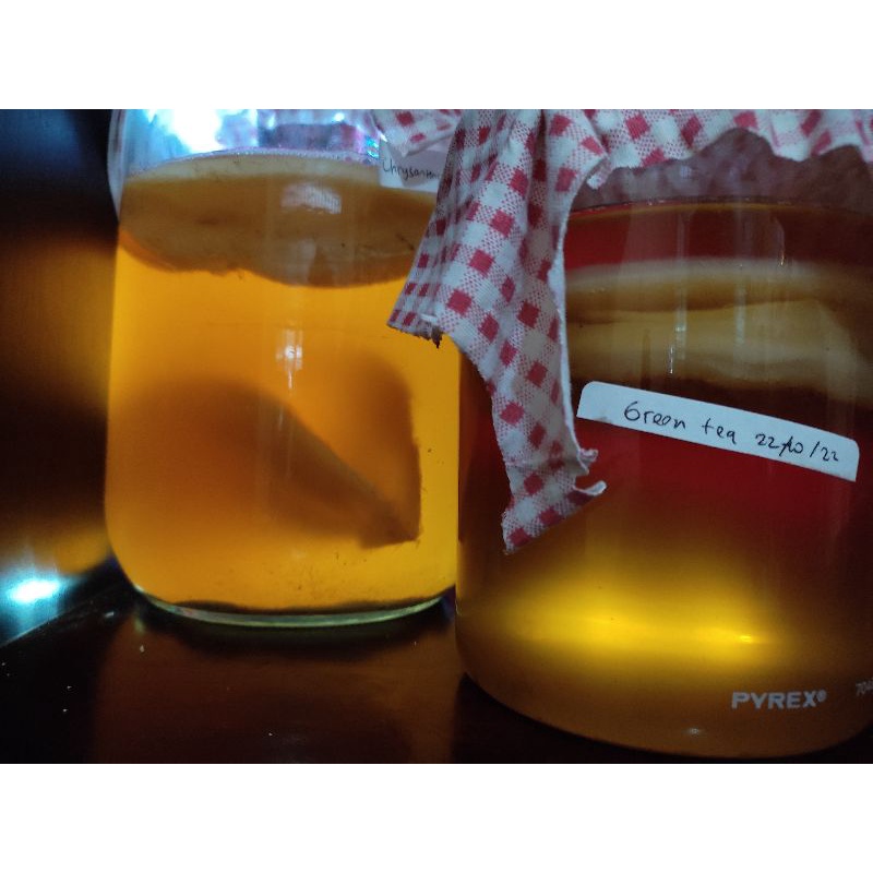 

paket lengkap bibit scoby / paket scoby JUMBO / paket buat kombucha/ paket starter kombucha