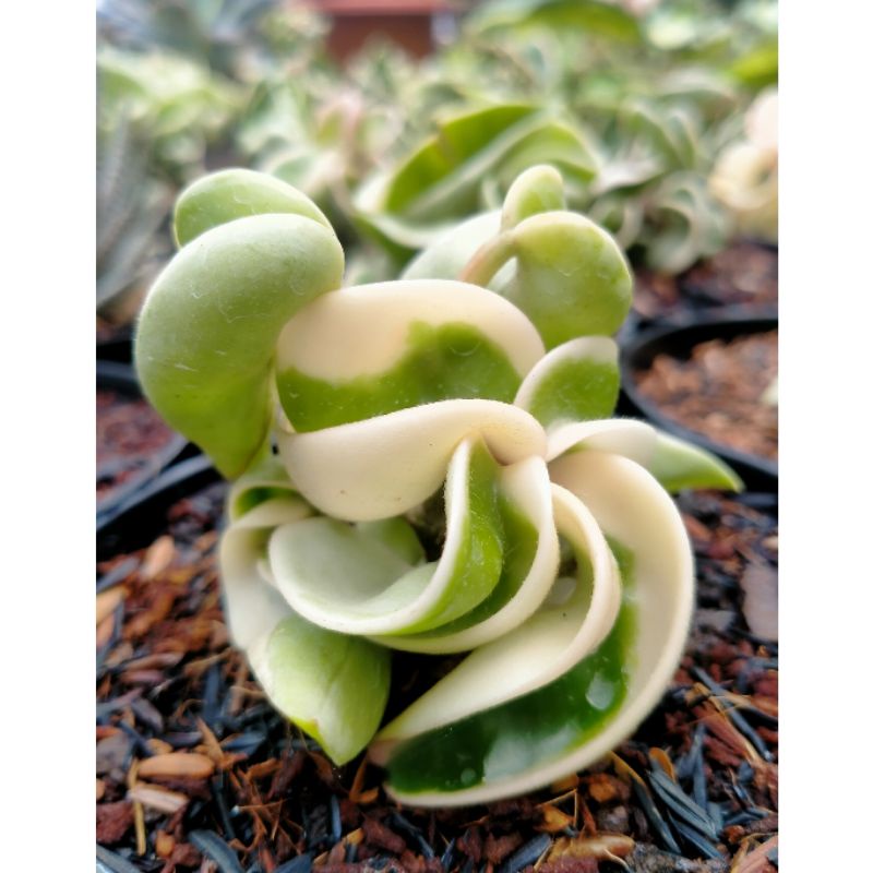 Hoya Compacta Variegata