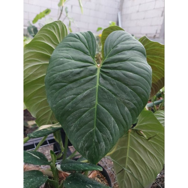Philodendron Majestic